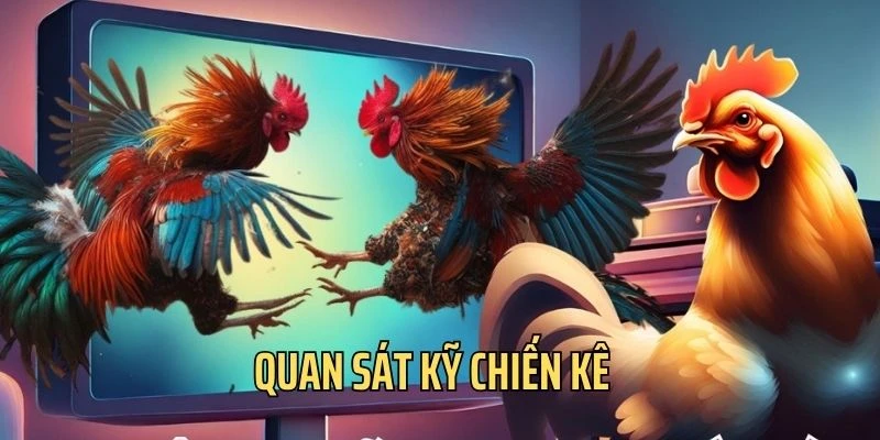 Bet thủ cần quan sát kỹ chiến kê thi đấu